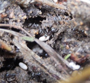 Dark ants in anthill meadow