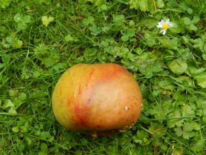 Windfall Apple looks good