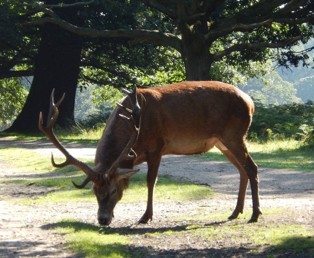 Stag Richmond Park