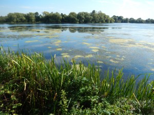 Eutrophicated lake at Wraysbury