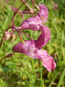 Himalayan Balsam