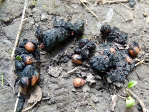 Fox poo with cherry stones