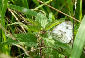 Green-Veined White