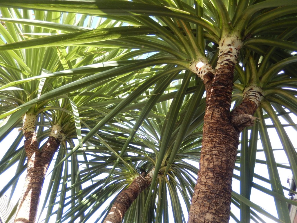 My Cordyline, now with 8 branches