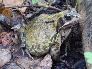  Plump Frog