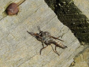 Robber fly Dysmachus trigonus (Asilidae)