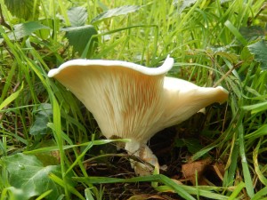 A big Funnel fungus Clitocybe