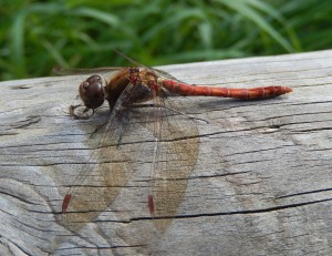 Common Darter