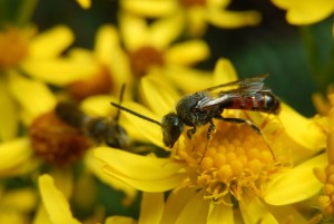 Mining bee Lasioglossum on Ragwort