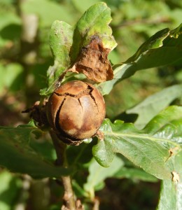 Oak Gall, seemingly Marble Gall, though cracked