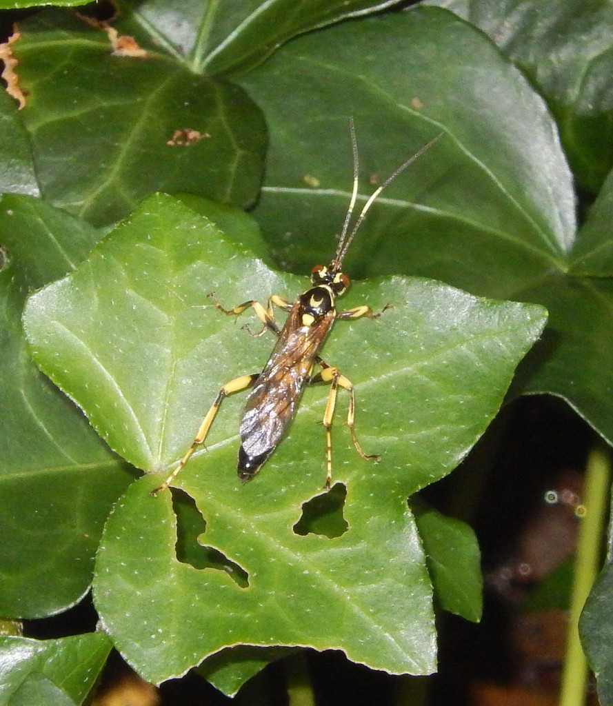 Handsome Ichneumon, similar to but not I. stramentarius