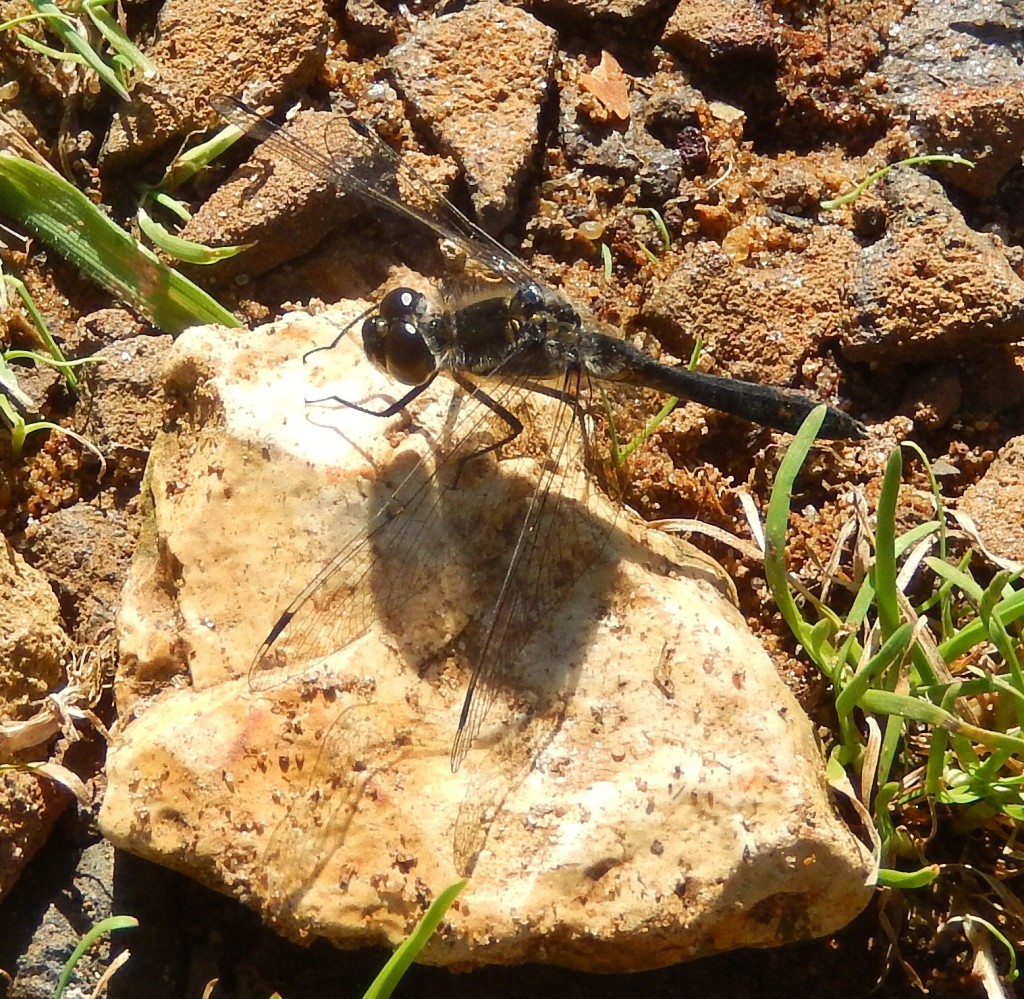 A (very) Black Darter perched on a stone