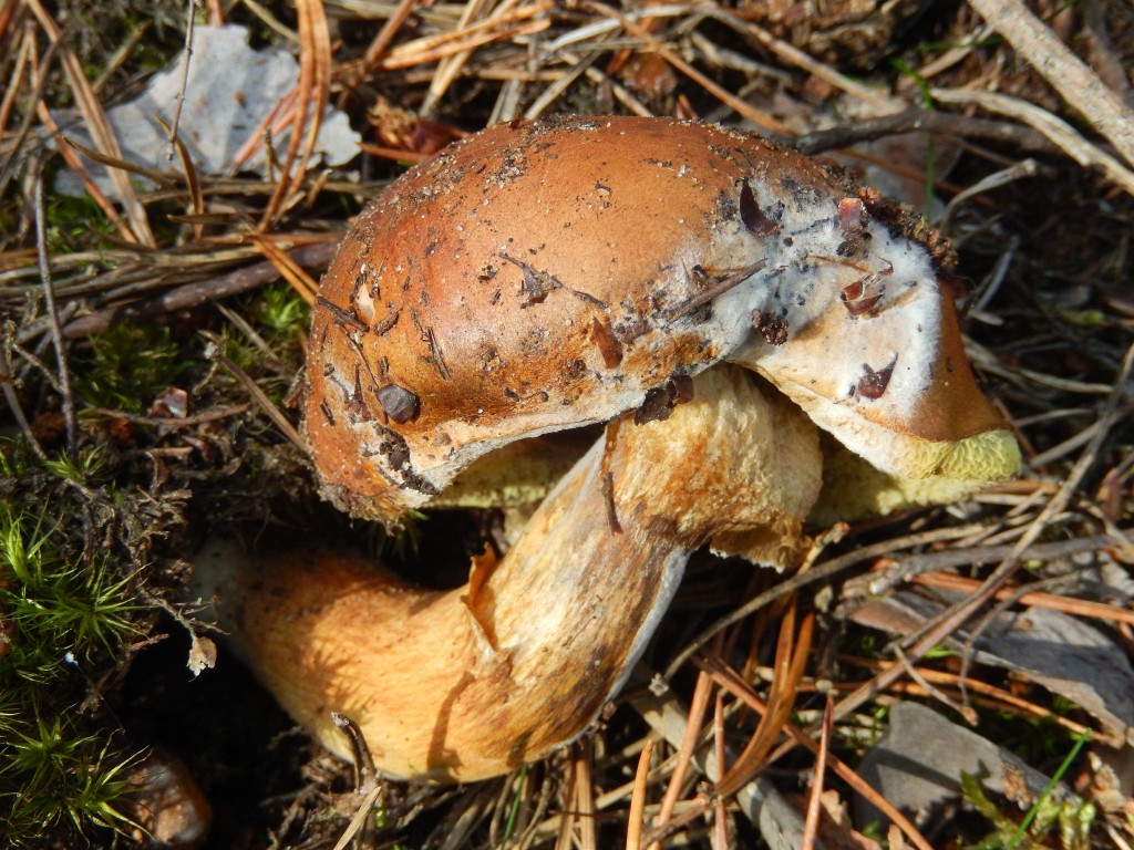 Birch Bog Bolete Leccinum rigidipes