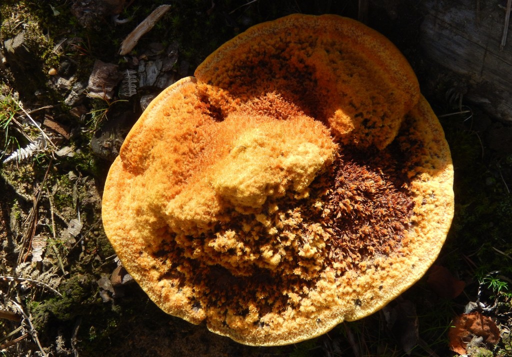 Phaeolus schweinitzii (giant polypore)