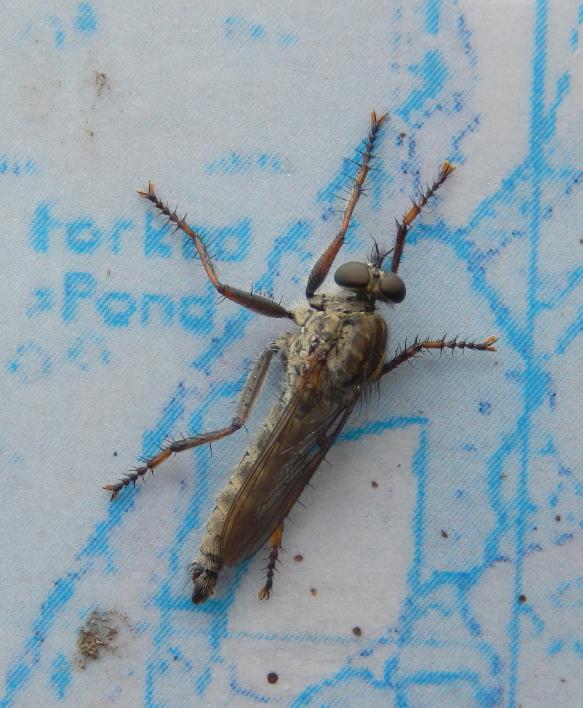 Robber Fly Dysmachus trigonus on Thursley map