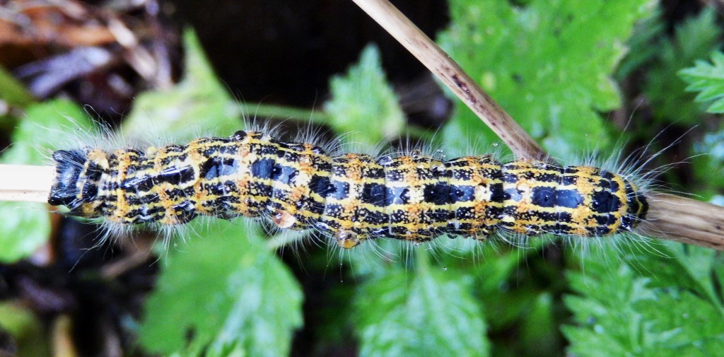 Buff-tip moth caterpillar Phalera bucephala, top