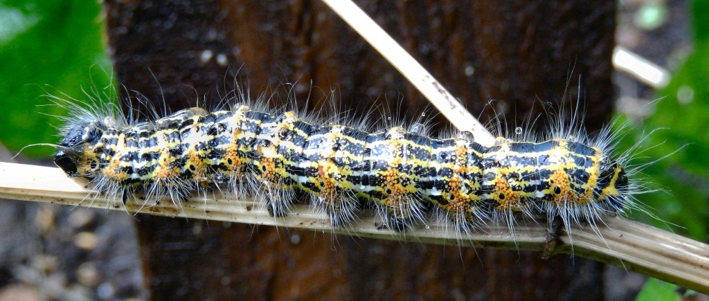 Buff-tip caterpillar, side view: fully 70 mm long