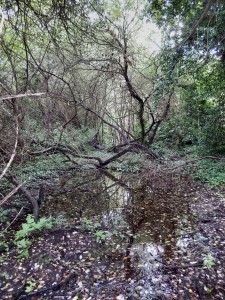 Mangrove Swamp, wet