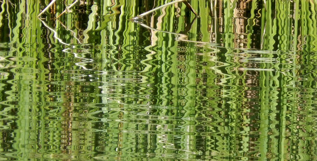 DSCN5091 Ripply Green Reflections (of Irises)