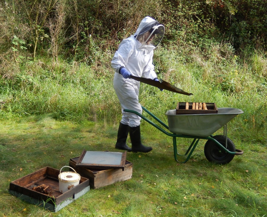 Annette collecting her bees