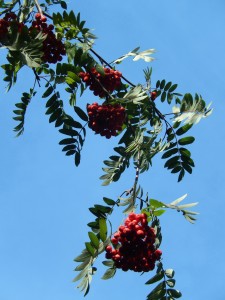 Rowan Berries