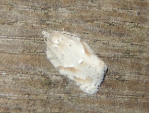 Micro moth, perhaps Acleris logiana (rare, Hants 2003, with Birch)