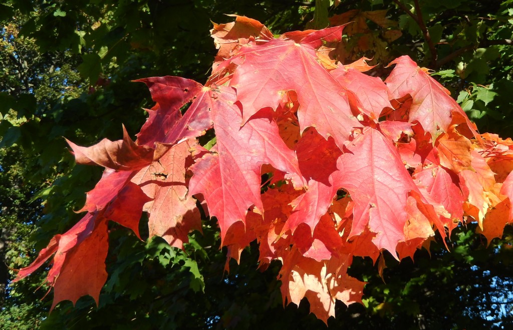 Red maple leaves