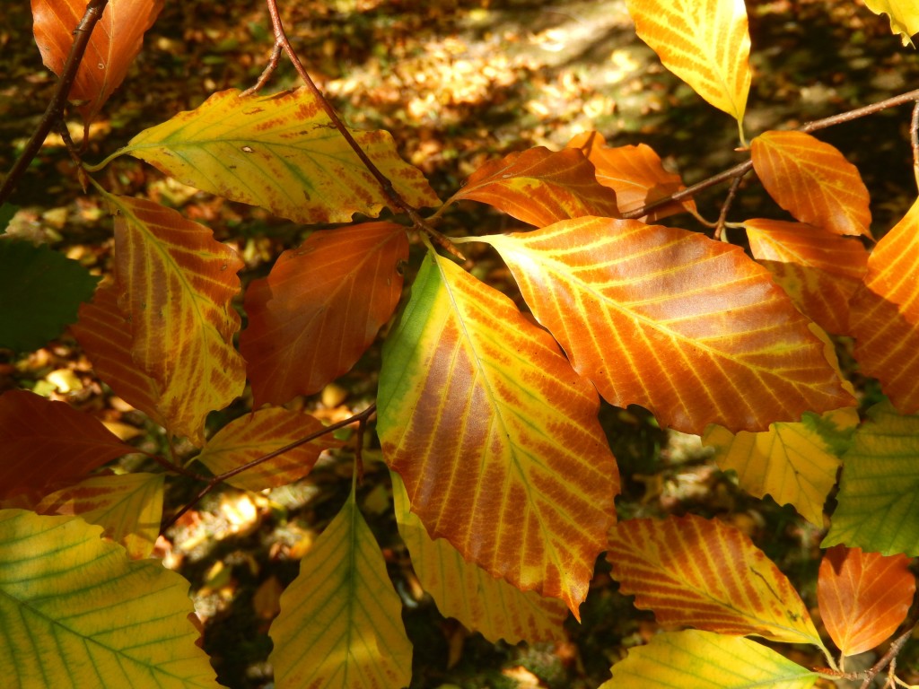 Many-coloured Beech