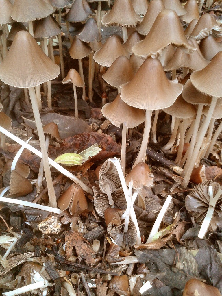 Common Bonnet fungi on wood-chip