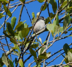 Long-Tailed Tit