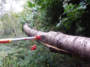 Pole-sawing a long Cherry branch