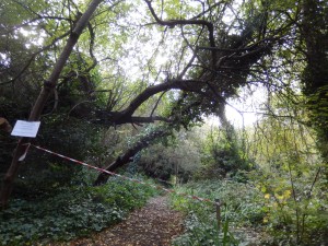 2nd branch down, path closed 20 Oct