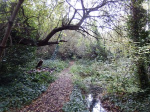 Cherry felled, Apple remaining