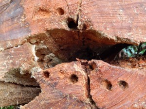 Cause or Effect? Beetle borings in Birch trunk