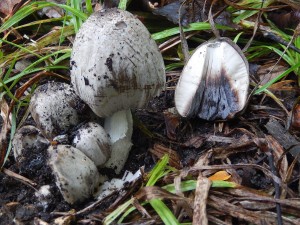 Common Ink-Cap Coprinus atramentarius