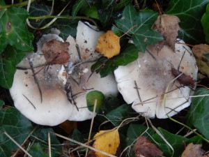Clouded Funnel Clitocybe nebularis