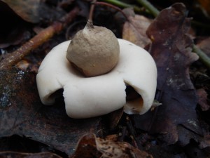 Earthstar Geastrum