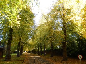  Lime Avenue Chiswick Park Fall Colours