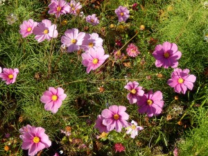 Cosmos in full bloom 26 October