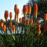Red Hot Pokers on Chiswick Mall