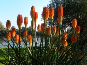 Red Hot Pokers on Chiswick Mall