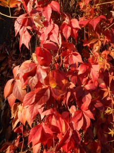 Virginia Creeper