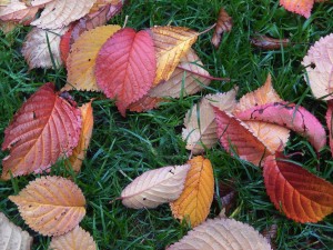 Fallen cherry leaves