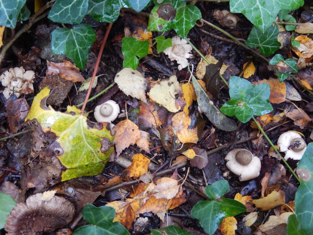 Six Earthstars