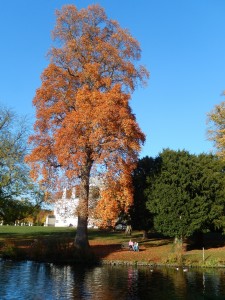 Tulip Tree (Liriodendron) Autumn Colours Chiswick House