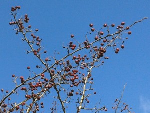 Hawthorn Berries