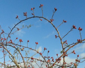 Rose Hips