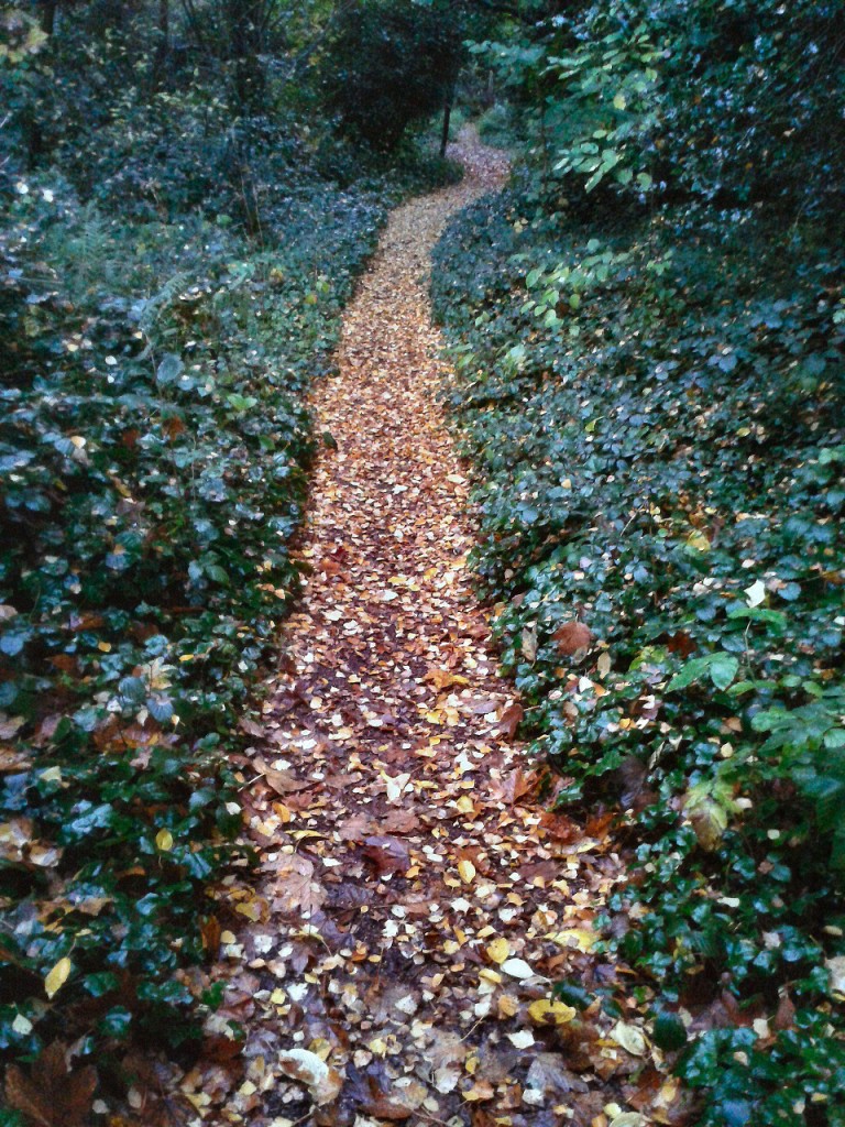 Birchleaf Path through Ivy at dusk