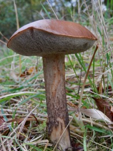 Brown Birch Bolete, Leccinum scabrum "Edible but worthless"