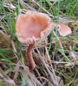 The Deceiver, Laccaria laccata